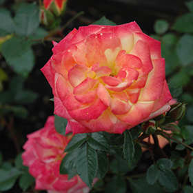 Plant Photo 6
