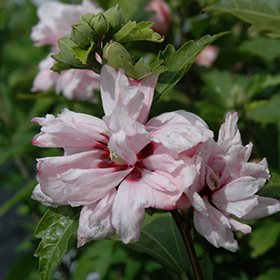 Plant Photo 4