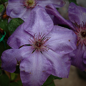 Plant Photo 5