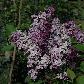 Plant Photo 2