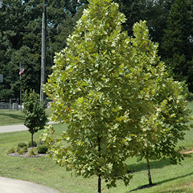 Plant Photo 10
