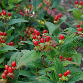 Plant Photo 7