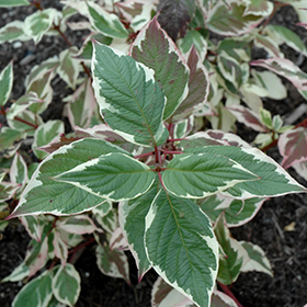 Plant Photo 4