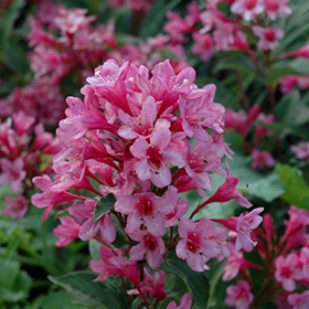 Plant Photo 3