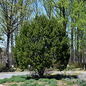 Plant Photo 3