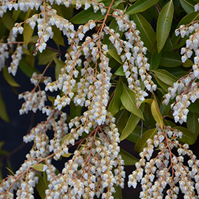 Plant Photo 9