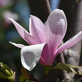 Plant Photo 7