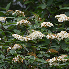 Plant Photo 10
