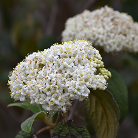 Plant Photo 8