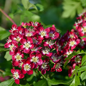 Plant Photo 9