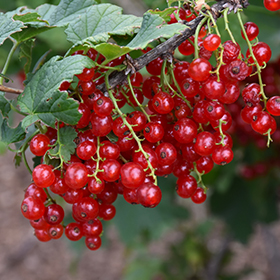 Plant Photo 7