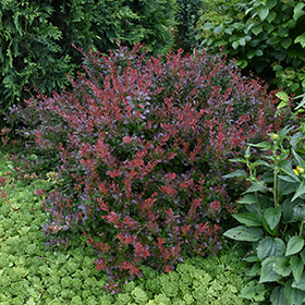 Plant Photo 4
