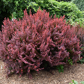 Plant Photo 10