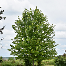 Autumn Blaze Maple Acer X Freemanii Jeffersred In Salt Lake City Utah Ut At Millcreek Gardens