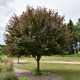 Plant Photo 6