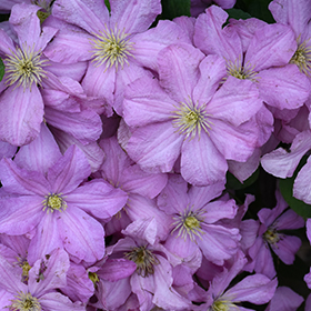 Plant Photo 4