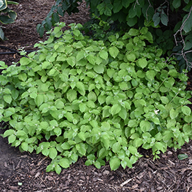 Plant Photo 1