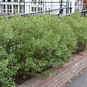 Plant Photo 4