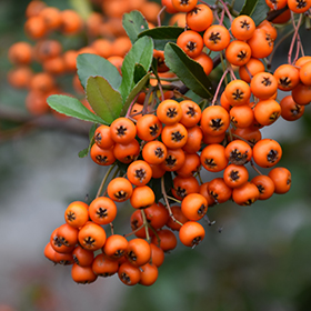 Plant Photo 3