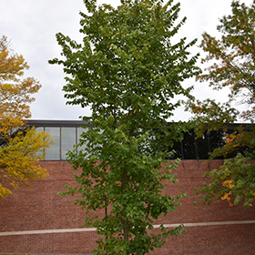 Plant Photo 8