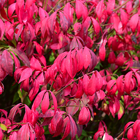 Plant Photo 10