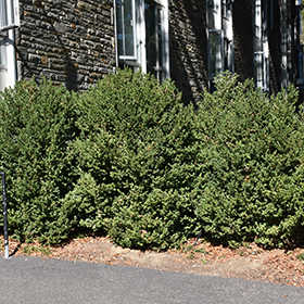 Plant Photo 7