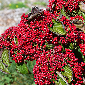 Plant Photo 2