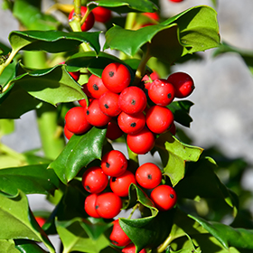 Plant Photo 3