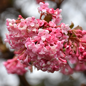 Plant Photo 5