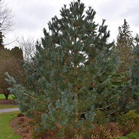 Plant Photo 5
