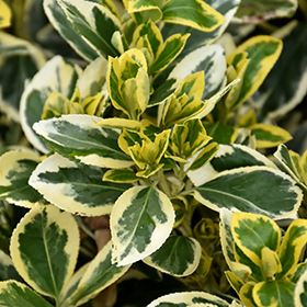 Plant Photo 10