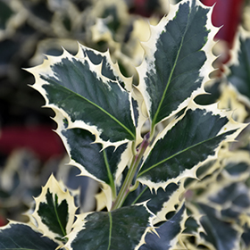 Plant Photo 6
