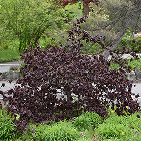 Plant Photo 2