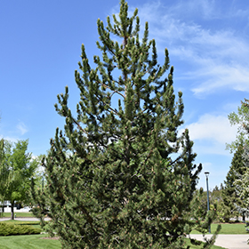 Plant Photo 3