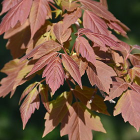 Plant Photo 1