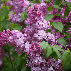 Plant Photo 3