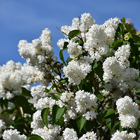 Plant Photo 2