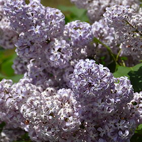Plant Photo 6