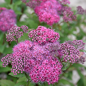 Plant Photo 4