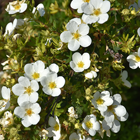 Plant Photo 4