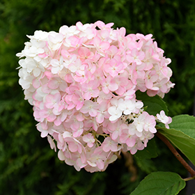 Plant Photo 7