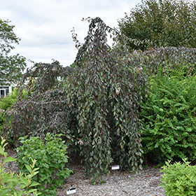 Plant Photo 9
