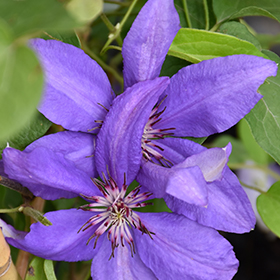 Plant Photo 8
