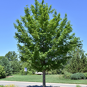 Plant Photo 9