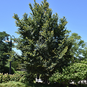Plant Photo 3