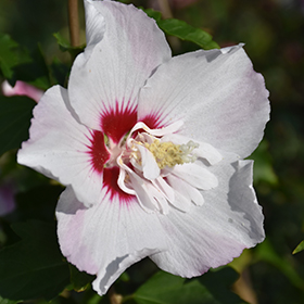 Plant Photo 2