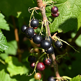 Plant Photo 6