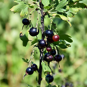 Plant Photo 5