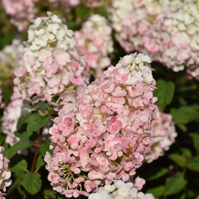 Plant Photo 5
