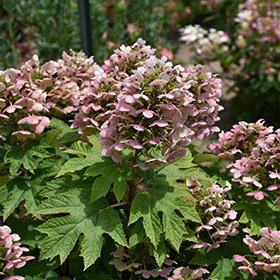 Plant Photo 1